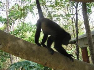 Howler Monkey Pedasi